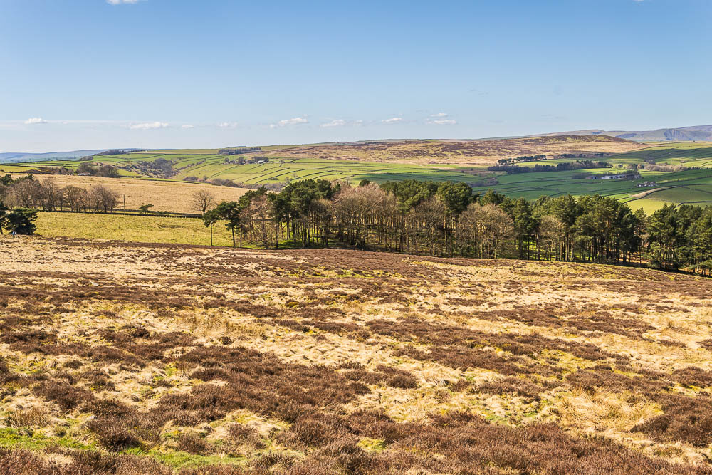 Abney Moor Abney Moor